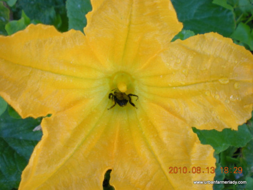 Open Pollinated - True Organic  Heirlooms Feed Pollinators & Support Ecosystems 