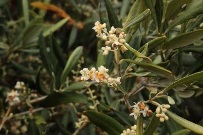 Flowering olive tree