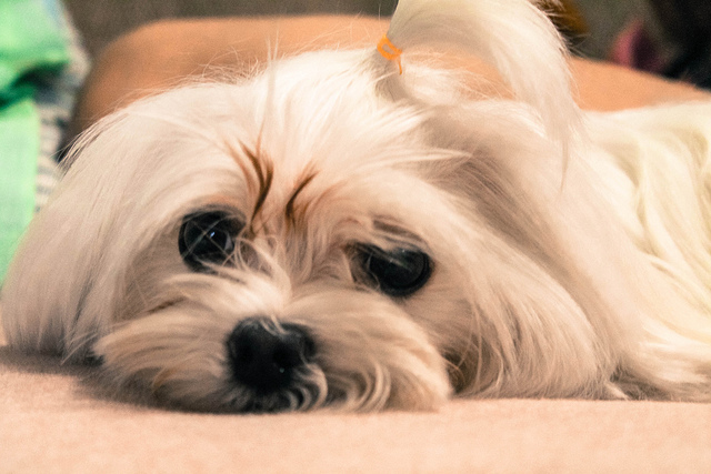 Seven Dog Breeds That Won T Stink Up Your House Pethelpful Seven Dog Breeds That Won T Stink Up Your House