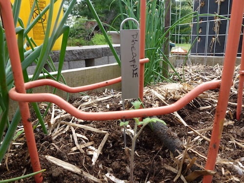 By putting cages, stakes or ladders in place when the plants are small, this tomato plant  can be trained up on the supports  from the beginning.