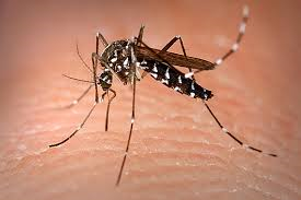 the aedes mozzie ...Malaria is caused by the Anopheles Mosquito.