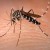 the aedes mozzie ...Malaria is caused by the Anopheles Mosquito.