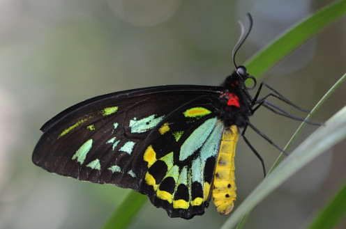 One of the more colorful butterflies, with multiple colors on the wings.  These creatures just amaze me.  Look at the curve on his antennae.  The little details blow me away.