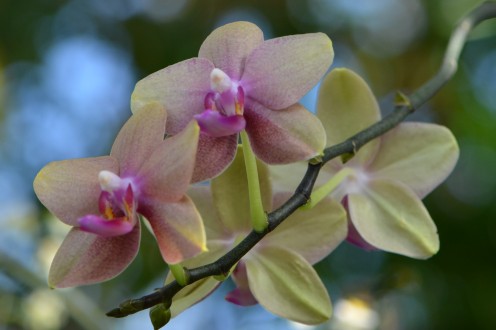 One of the beautiful orchids you can find there.  These flowers amaze me.
