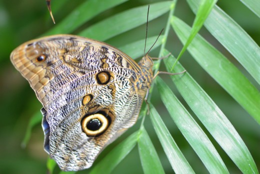 Owl Butterfly, one of my favorites!