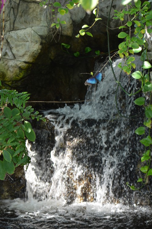 Blue Morpho butterfly by the waterfall