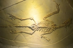 The Fossil Record and Evolution