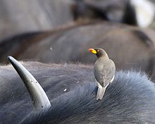 The Yellow billed oxpecker