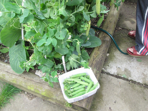 How To Grow Peas in the Garden from Seed