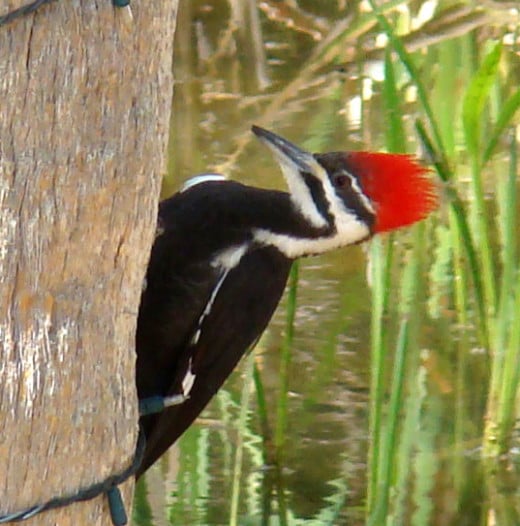 No Woodpecker can make a comfortable home if they were not persistent enough