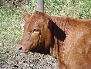 300px-Red_Angus...