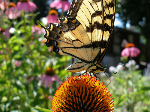 Swallowtail Butterfly on a coneflower