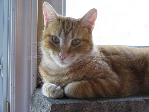 Buttercup, Prim's cat, is a significant part of the story, but is left out of the movie. Not entirely, of course, as he is depicted as a mangy black and white cat in the beginning of The Hunger Games but is otherwise ignored from the movie's story.