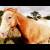 Chaa Creek horses Chaa Creek horses