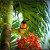 Toucan at Chaa Creek Toucan at Chaa Creek