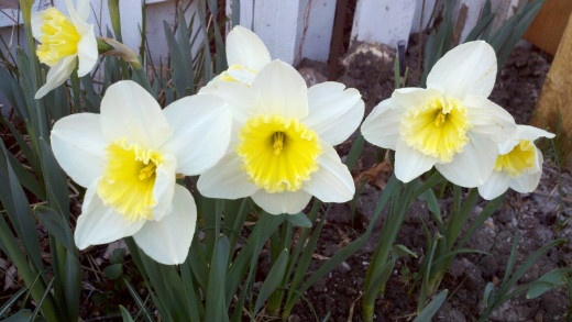 Daffodils-white with yellow center