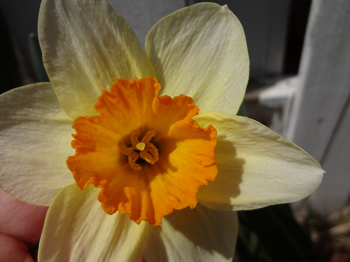 Daffodil "Salome"