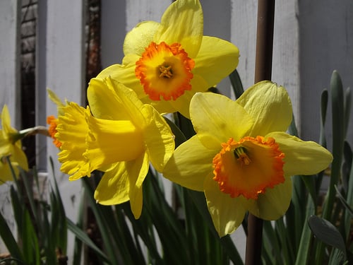 Daffodils-yellow with orange center