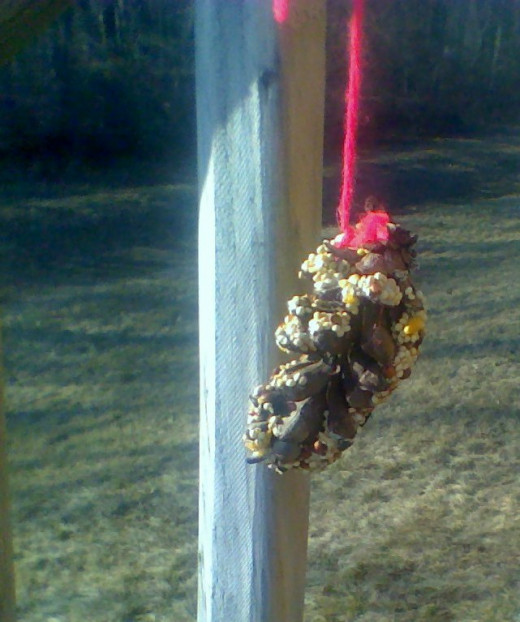 A pine cone feeder on our back deck helps out the feathered ones who stay up north for the winter.