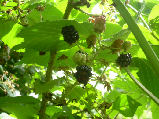 Wild blackberries ripen in August and September.