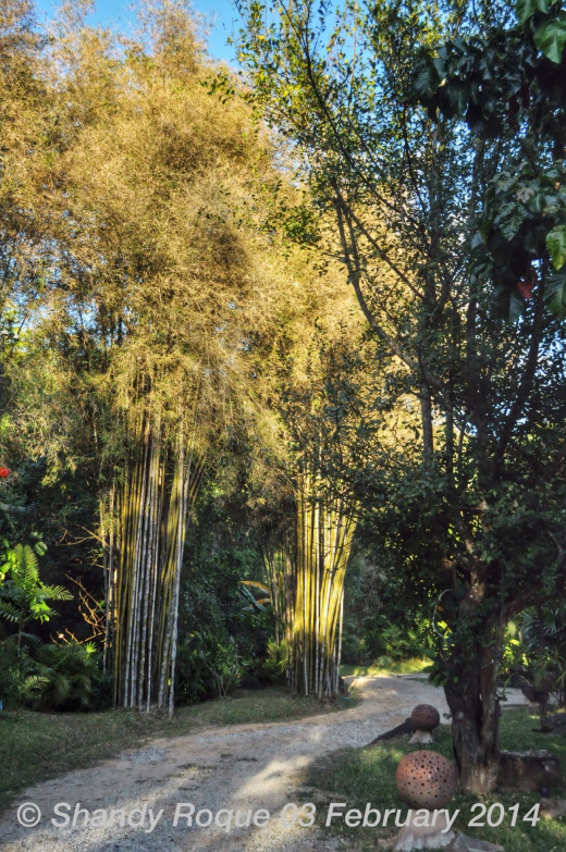 Beautiful bamboo trees of different colors line the walkways of the resort.