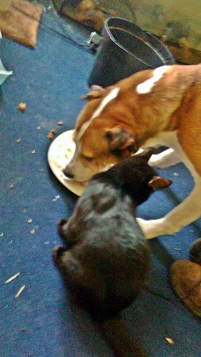 Harley helps Happy Buster to eat his dinner.