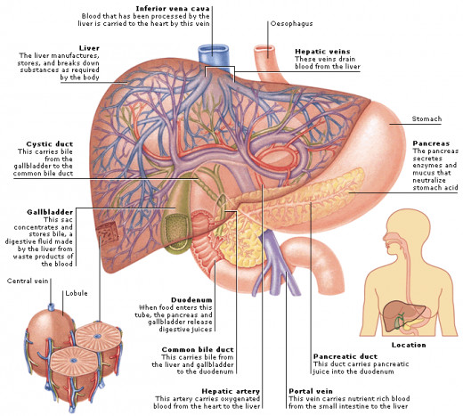 Liver and lobules