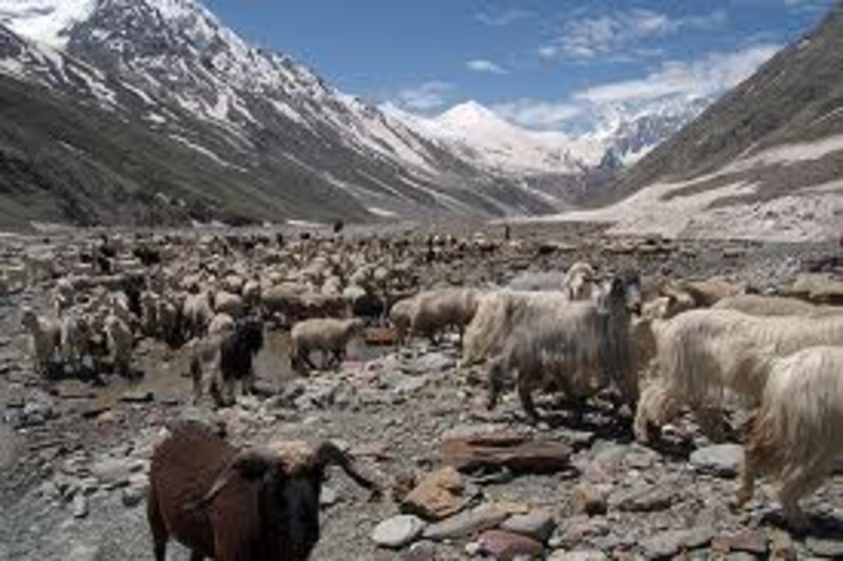 The Herd in Lahaul