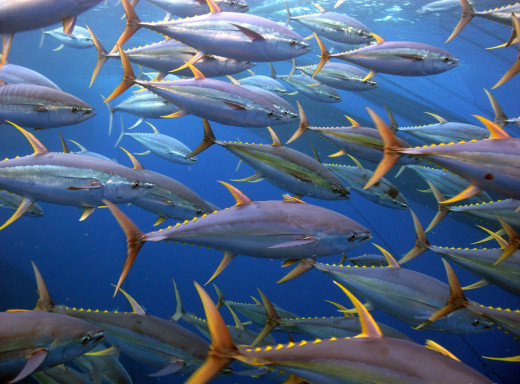 Yellow Fin Tuna migrate from waters of Fukushima prefecture into warmer waters off the Baja California.