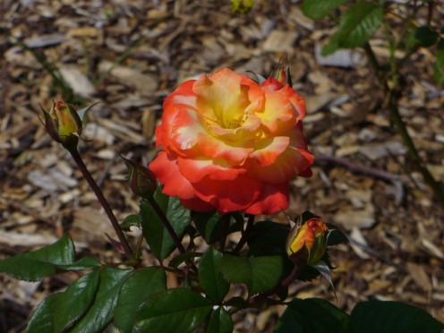This rose almost seems to have sunshine radiating out of it!  Just beautiful. 