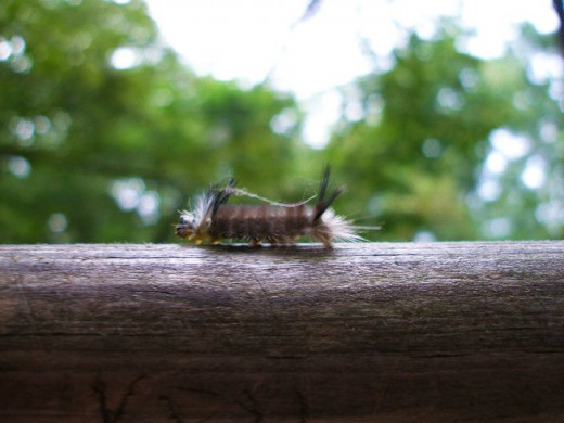 Banded Tossock Moth Caterpillar