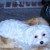 If you mind your Maltese sleeping on your furniture when you are gone, it may be best to choose another dog. If you mind your Maltese sleeping on your furniture when you are gone, it may be best to choose another dog.