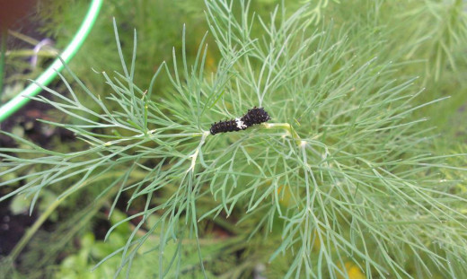 Swallowtail Caterpillar on Dill