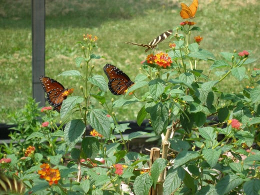 Butterflies on Lantana @ Brookfield Zoo, Chicago, IL