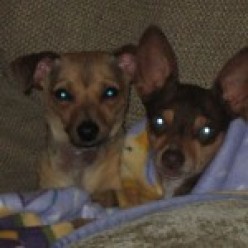 Brownie is on the right