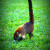 Coati looking for ants Coati looking for ants
