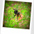 Look what our guide found! A Mexican Red Rump Tarantula in the grass. Look what our guide found! A Mexican Red Rump Tarantula in the grass.