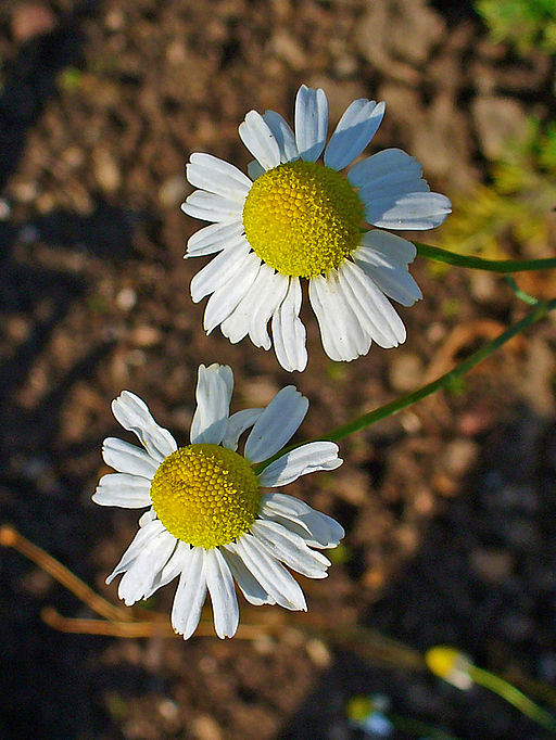 German Chamomile