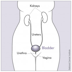 Discussing Urinary Health With Your Teenage Daughter