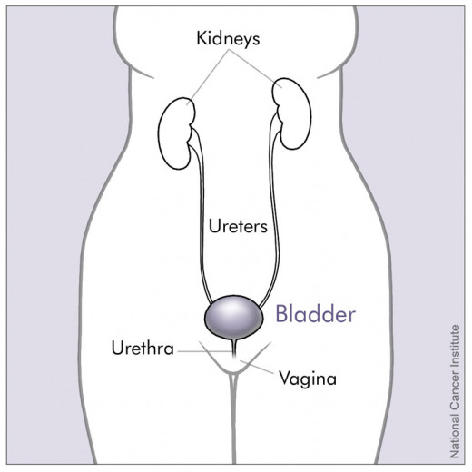 Urine is sterile when it leaves the kidneys and enters the ureter and bladder. Once the urine passes through the urethra it exits through the urinary meatus (female genitalia).
