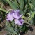 An all lavender bearded iris.  I love the pure looking color.  
