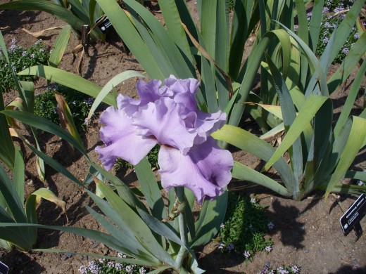 An all lavender bearded iris.  I love the pure looking color.  
