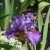 This is a rich colored purple bearded iris with a touch of unique coloring.  I just love the different varieties.