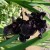 Black flowers?  Yes, there are black flowers evidently!  Black Bearded Iris Flower.