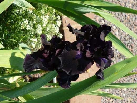 Black flowers?  Yes, there are black flowers evidently!  Black Bearded Iris Flower.