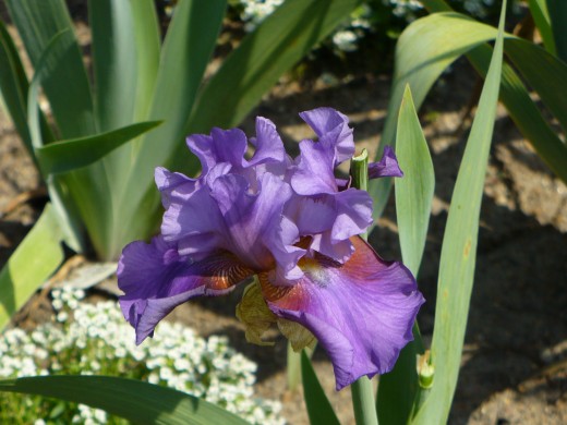 The purple, green and little white flowers in the background all remind me of spring.