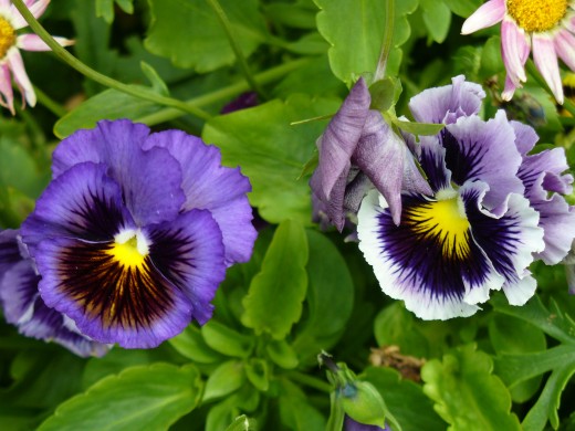 Pansies