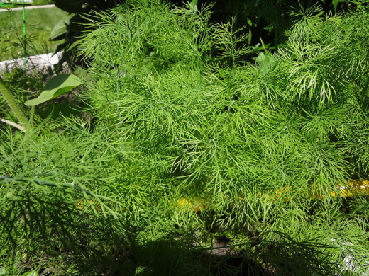 Dill from my garden