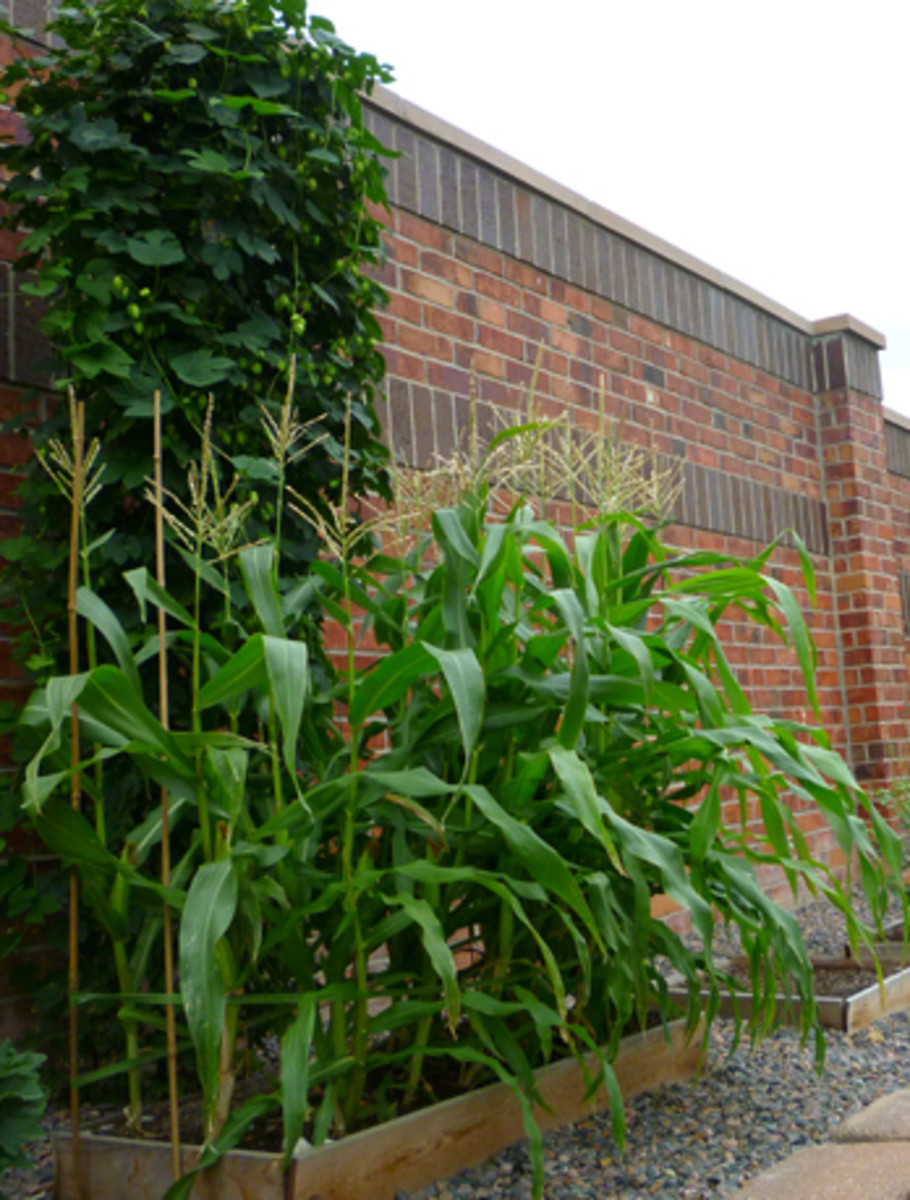 Backyard corn plants with tassels. 
