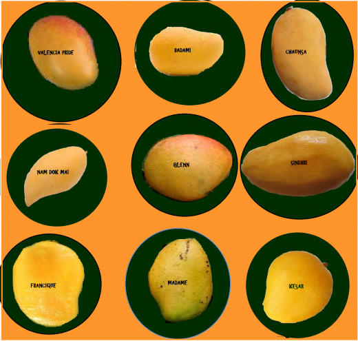 Pictures of Top Varieties of Mangoes in the World